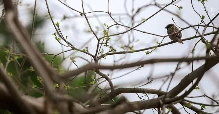雨水||絲絲春雨潤(rùn)萬物，杯杯美酒暖人心